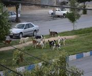 ماجرای سگ های ولگرد بحث داغ جلسات در استانداری کهگیلویه و بویراحمد!